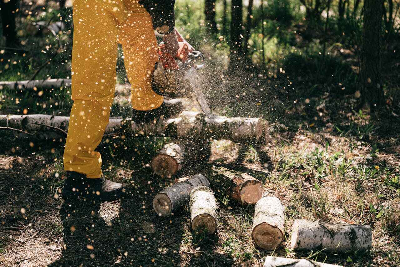 Emergency Storm Tree Removal in Seco Mines, TX